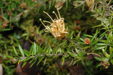 APII jpeg image of Grevillea juniperina subsp. amphitricha  © contact APII