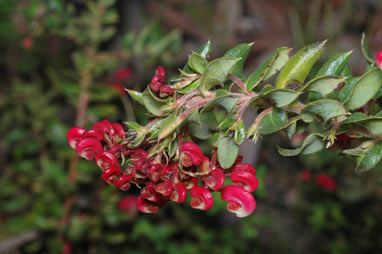 APII jpeg image of Grevillea baueri  © contact APII