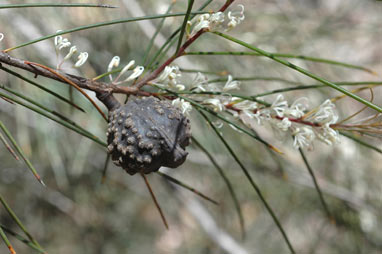 APII jpeg image of Hakea macraeana  © contact APII