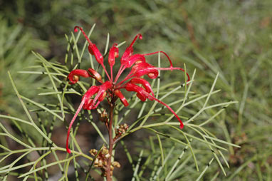 APII jpeg image of Grevillea 'Bonfire'  © contact APII