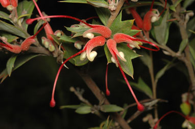 APII jpeg image of Grevillea tripartita subsp. macrostylis  © contact APII