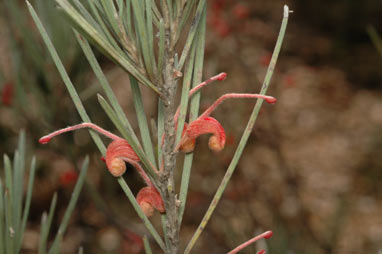 APII jpeg image of Grevillea haplantha subsp. haplantha  © contact APII