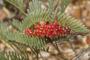 APII jpeg image of Grevillea dryandroides  © contact APII