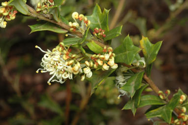 APII jpeg image of Grevillea trifida  © contact APII