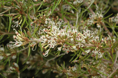 APII jpeg image of Grevillea australis 'Cara Lynn'  © contact APII