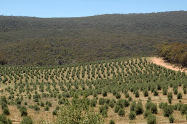 APII jpeg image of Olea europaea  © contact APII