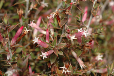 APII jpeg image of Leucopogon neo-anglicus  © contact APII