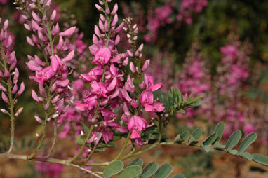 APII jpeg image of Indigofera australis  © contact APII