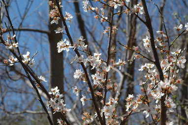 APII jpeg image of Prunus cerasifera  © contact APII