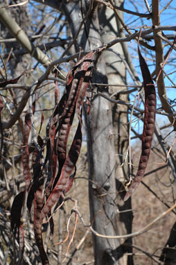 APII jpeg image of Gleditsia triacanthos  © contact APII