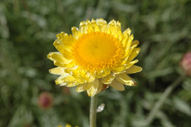 APII jpeg image of Leucochrysum alpinum  © contact APII