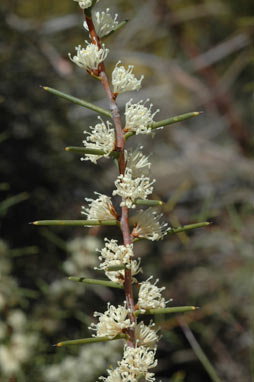 APII jpeg image of Hakea rostrata  © contact APII