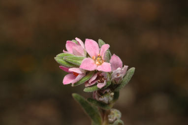 APII jpeg image of Zieria veronicea  © contact APII