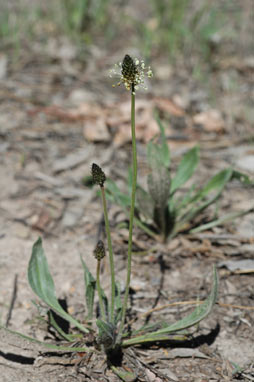 APII jpeg image of Plantago lanceolata  © contact APII