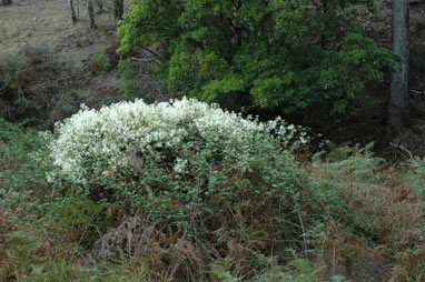 APII jpeg image of Clematis glycinoides  © contact APII