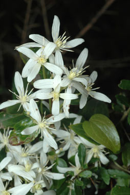 APII jpeg image of Clematis glycinoides  © contact APII