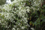 Clematis glycinoides