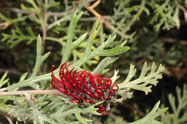 APII jpeg image of Grevillea beadleana  © contact APII