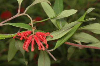 APII jpeg image of Grevillea epicroca  © contact APII