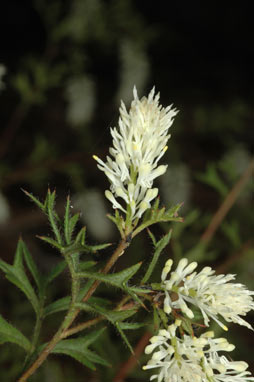 APII jpeg image of Grevillea pulchella subsp. ascendens  © contact APII