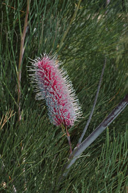 APII jpeg image of Grevillea petrophiloides subsp. magnifica  © contact APII