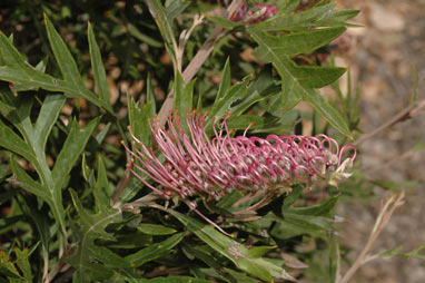 APII jpeg image of Grevillea 'Copper Rocket'  © contact APII