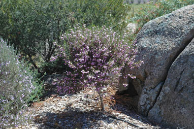 APII jpeg image of Eremophila campanulata  © contact APII