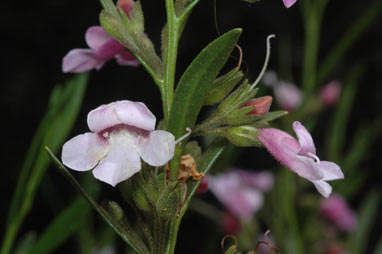 APII jpeg image of Eremophila campanulata  © contact APII