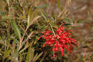 Grevillea 'Lady O'