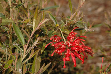 APII jpeg image of Grevillea 'Lady O'  © contact APII