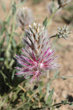 APII jpeg image of Ptilotus semilanatus  © contact APII