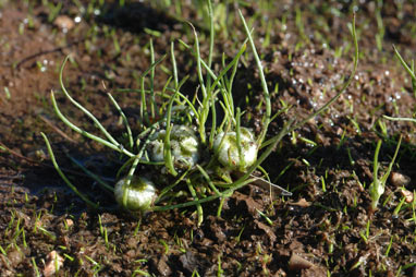 APII jpeg image of Myriocephalus rhizocephalus  © contact APII