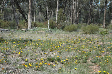 APII jpeg image of Gazania linearis  © contact APII