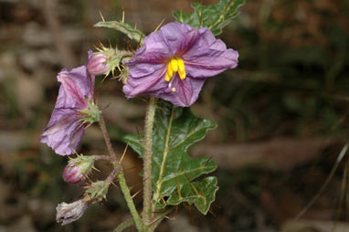 APII jpeg image of Solanum cinereum  © contact APII