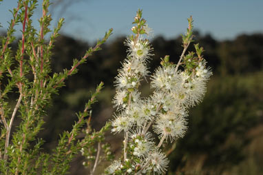 APII jpeg image of Kunzea occidentalis  © contact APII