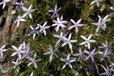 APII jpeg image of Isotoma axillaris  © contact APII