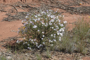 APII jpeg image of Olearia tenuifolia  © contact APII