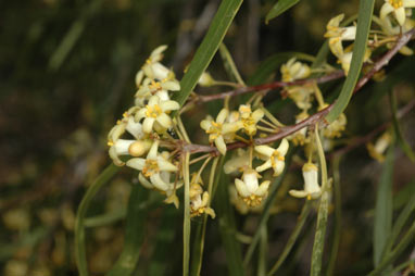 APII jpeg image of Pittosporum angustifolium  © contact APII