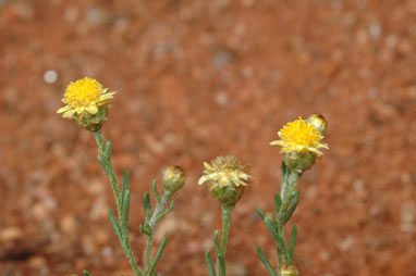 APII jpeg image of Hyalosperma glutinosum subsp. glutinosum  © contact APII