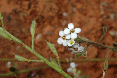 APII jpeg image of Harmsiodoxa brevipes var. brevipes  © contact APII