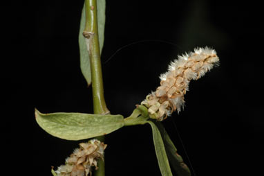 APII jpeg image of Salix babylonica  © contact APII