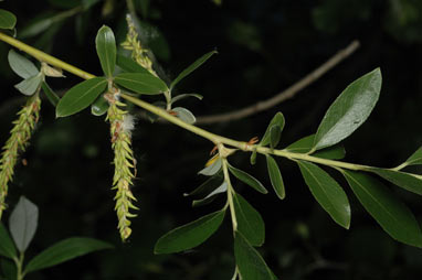 APII jpeg image of Salix alba var. vitellina  © contact APII