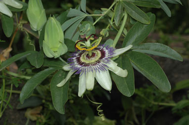 APII jpeg image of Passiflora caerulea  © contact APII