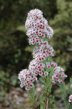 APII jpeg image of Verticordia plumosa var. plumosa  © contact APII