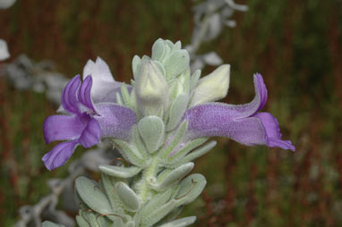 APII jpeg image of Eremophila mackinlayi subsp. spathulata  © contact APII