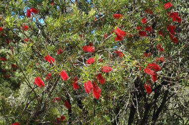 APII jpeg image of Callistemon  © contact APII