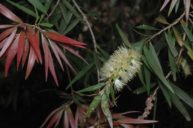 APII jpeg image of Callistemon salignus  © contact APII