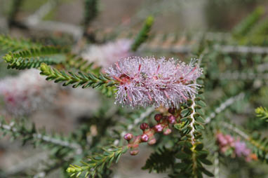 APII jpeg image of Melaleuca decussata  © contact APII