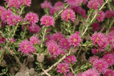 APII jpeg image of Melaleuca spathulata  © contact APII