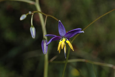 APII jpeg image of Dianella prunina  © contact APII